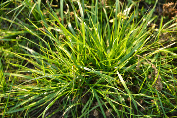 a pile of lush green grass covered with sunshine