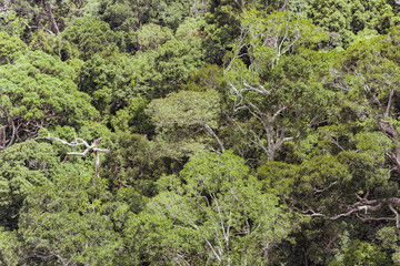 aerial view of forest in summer