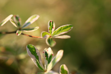 young tree leafs growup and 