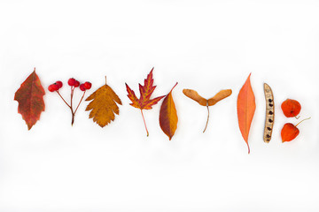  autumn  leaves  plant seeds mountain ash physalia acacia maple set of leaves on a white background