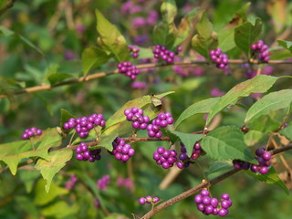 こむらさきの実