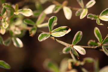 young tree leafs growup and 