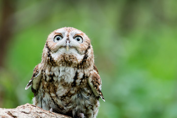 Screech Owl Looking at You