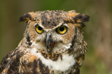 A Great Horned Owl with Beak Open