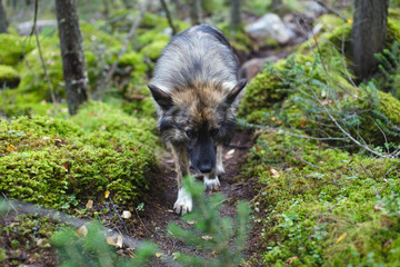 Dog goes on a forest path in the midst of stones covered with moss.