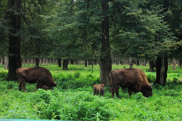 family of Buffalo in their natural habitat