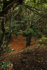 Forest in Tenerife