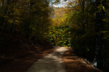 Countryroad through forest in autumn