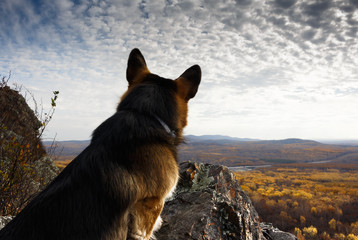 Dog breed welsh corgi pembroke on a cliff against the background of the autumn forest and sky. Back view.