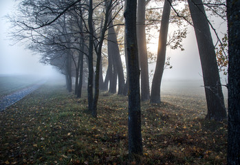 Morning fog on the road through the autumn forest at sunrise