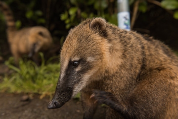 Nasua in the Serra do Rio do Rastro, state of Santa Catarina, Brazil