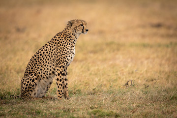 Cheetah sits on grassy plain in profile