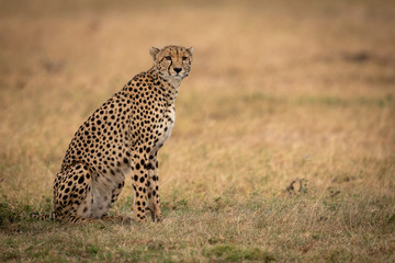 Fototapeta na wymiar Cheetah sits on grassy plain turning head