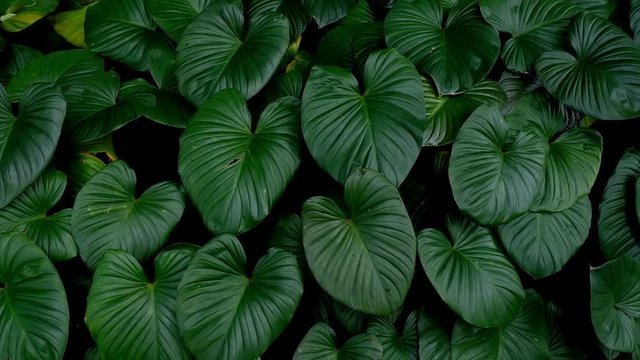 seamless pattern with green leaves