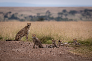 Cheetah sits on track beside four cubs