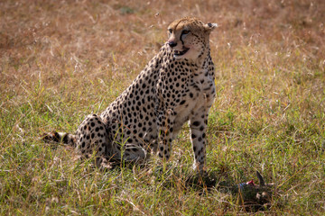 Cheetah sits over kill in long grass