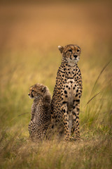 Cheetah sits side-by-side with cub in savannah
