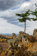 Pine on the rock