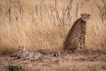 Cheetah sits with cub lying in grass
