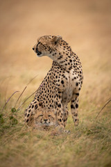 Cheetah sits with cub at her feet