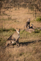 Cheetah sits with cub standing on log