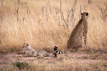 Cheetah sitting and cub lying in grass