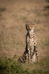 Cheetah sitting in dry grass facing camera