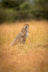 Cheetah sitting in long grass facing camera