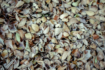 abstract background texture autumn fallen leaves on brown forest soil