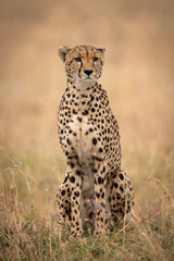 Cheetah sitting in long grass looking ahead