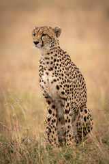 Naklejka premium Cheetah sitting in long grass looking left