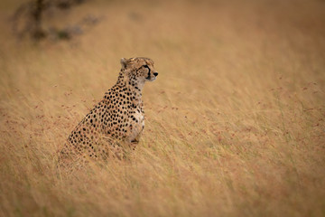 Cheetah sitting in long grass staring right