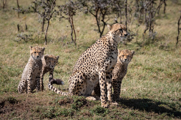 Cheetah sitting with three cubs by trees