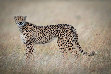 Cheetah standing in grass appearing to smile