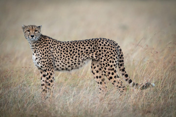 Cheetah standing in grass looking towards camera