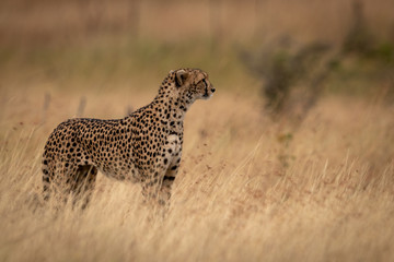 Cheetah standing in grass with head up