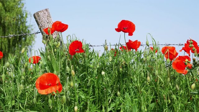 World War One symbol : red flower poppies and barbed wire