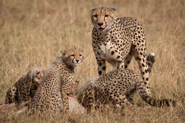 Cheetah stands as cubs eat Thomson gazelle