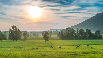 Sunset with Grazing Cows Powell County, KY