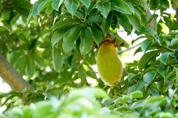 African baobab fruit or Monkey bread - obrazy, fototapety, plakaty