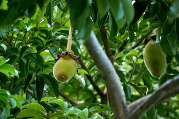 African baobab fruit or Monkey bread