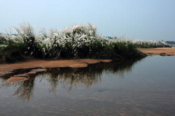 reflection of trees in the water