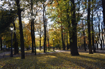 Lights in the autumn Park
