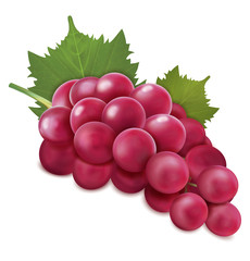 Grapes bunch. Vector illustration