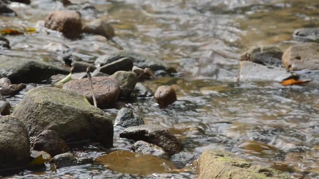 water run through river pass rock and stone in forset