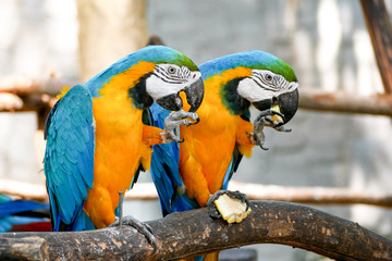 Blue and Yellow Gold Macaw Parrot Beautiful Birds in Zoo