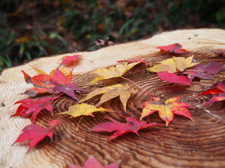 Obraz premium OLYMPUS DIGITAL CAMERA