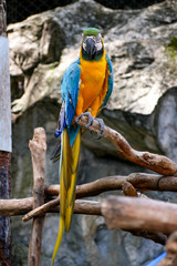 Obraz premium Blue and Yellow Gold Macaw Parrot Beautiful Birds in Zoo