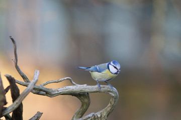 Mésange © erwangarel.com