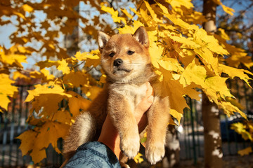 Puppy golden color on the background of the autumn landscape
